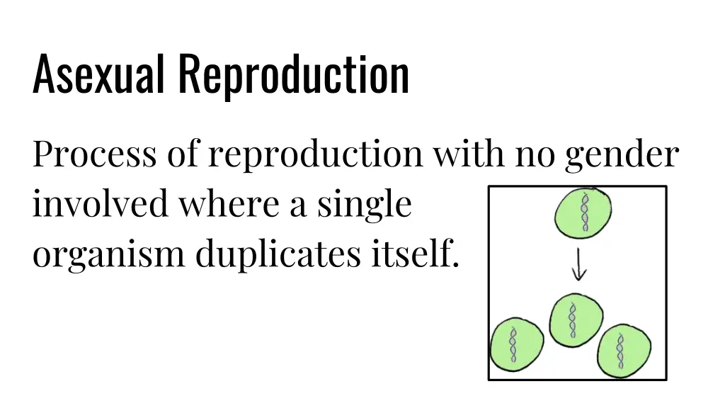 asexual reproduction