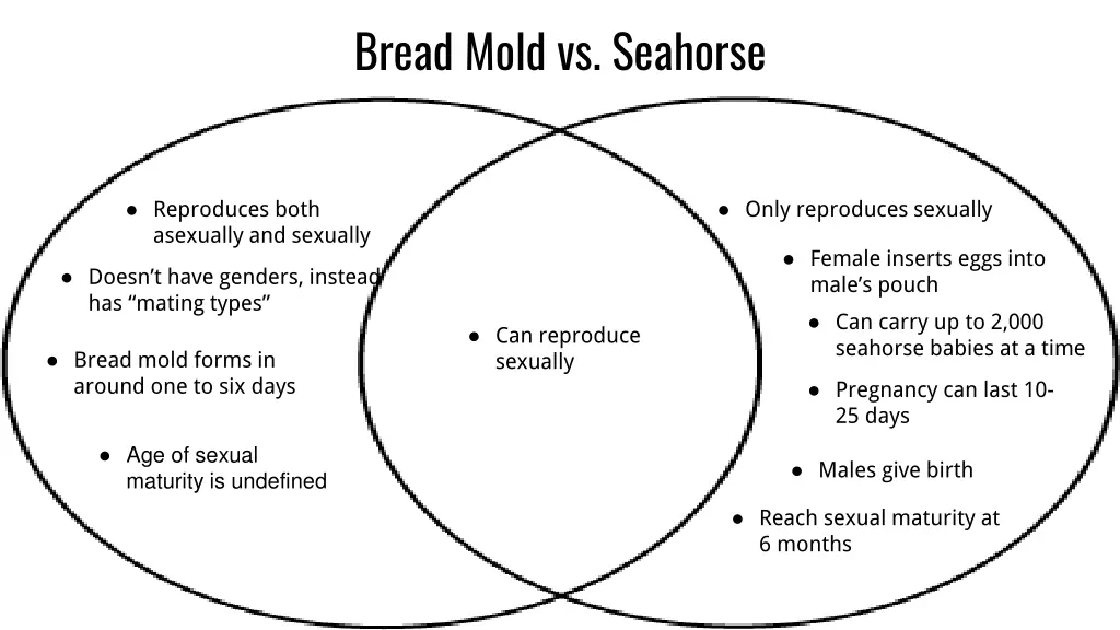 bread mold vs seahorse