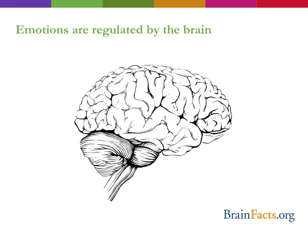 emotions are regulated by the brain