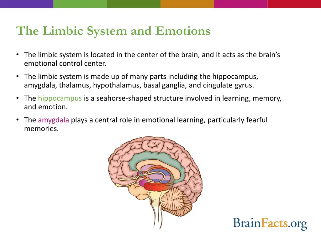 the limbic system and emotions