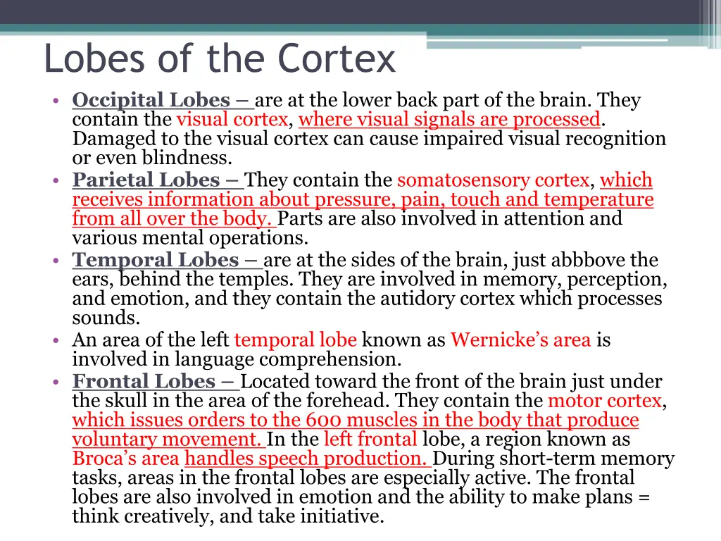 lobes of the cortex occipital lobes