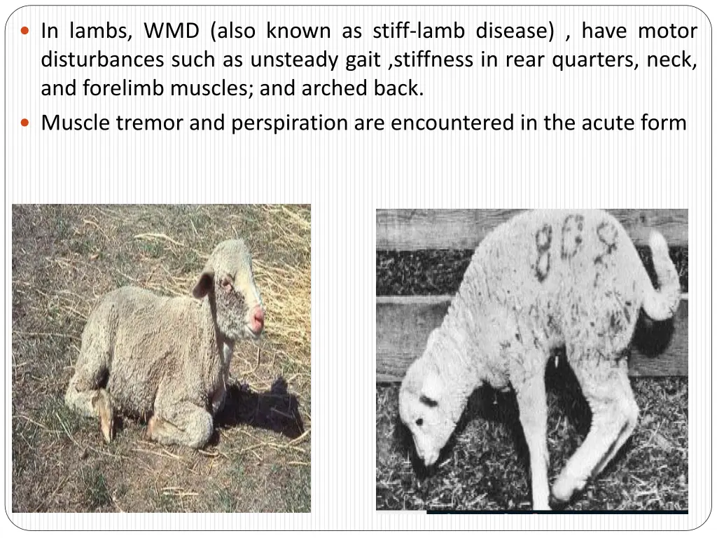 in lambs wmd also known as stiff lamb disease