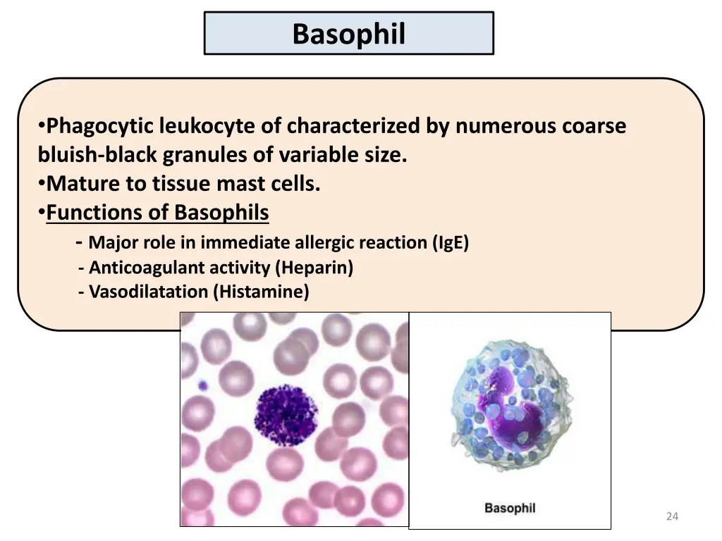 basophil