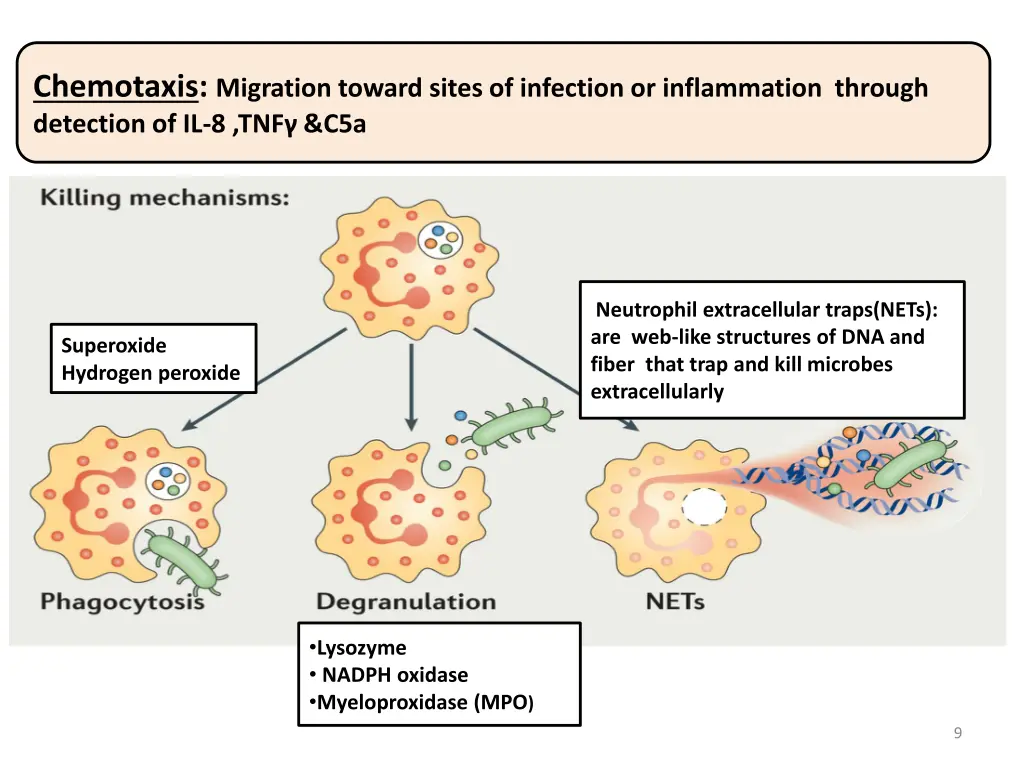 chemotaxis migration toward sites of infection