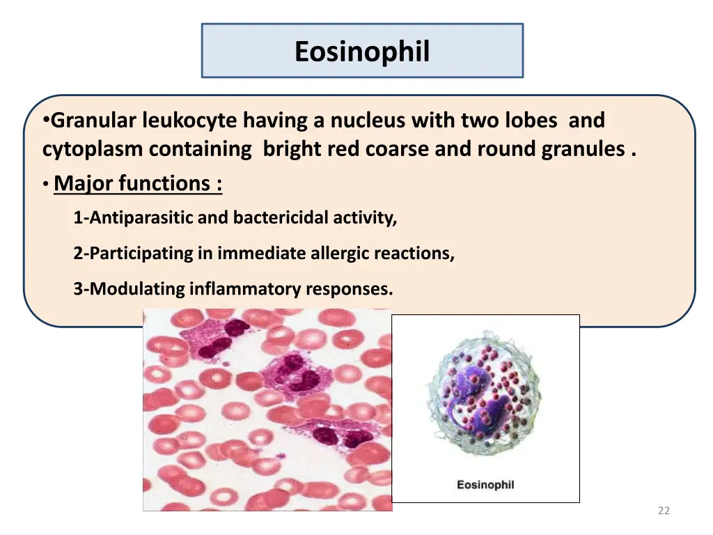 eosinophil