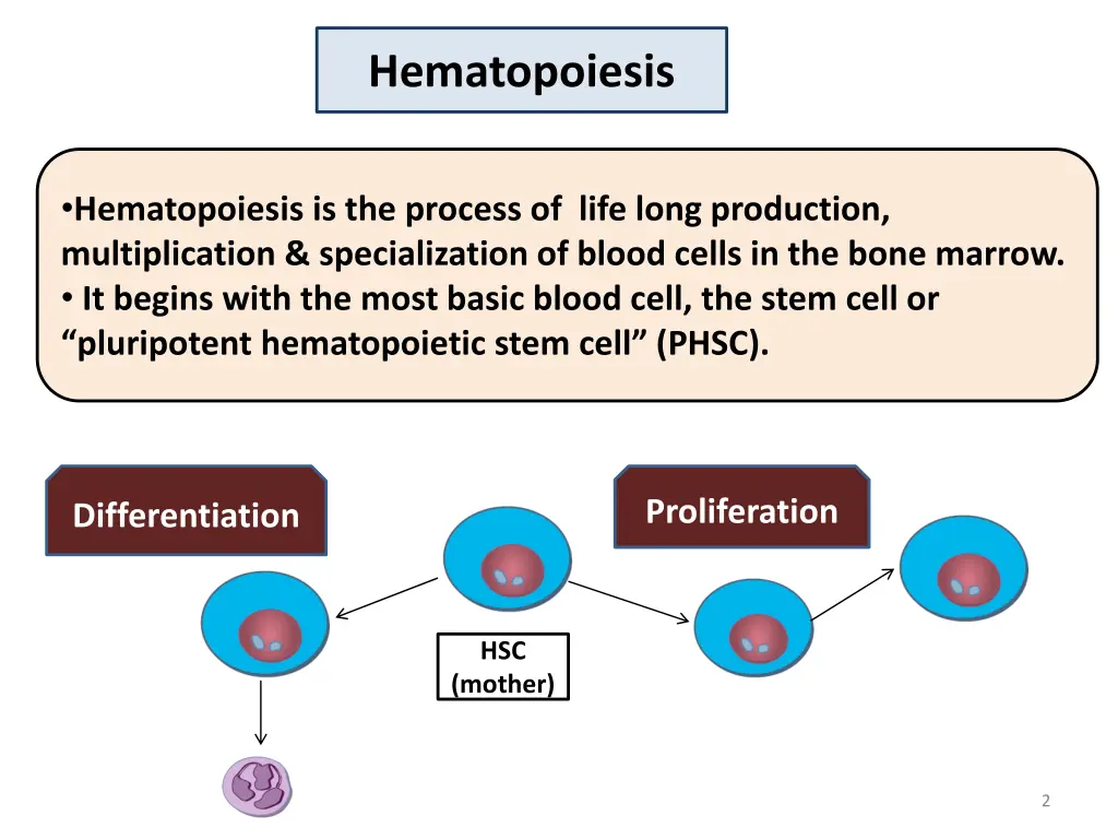 hematopoiesis