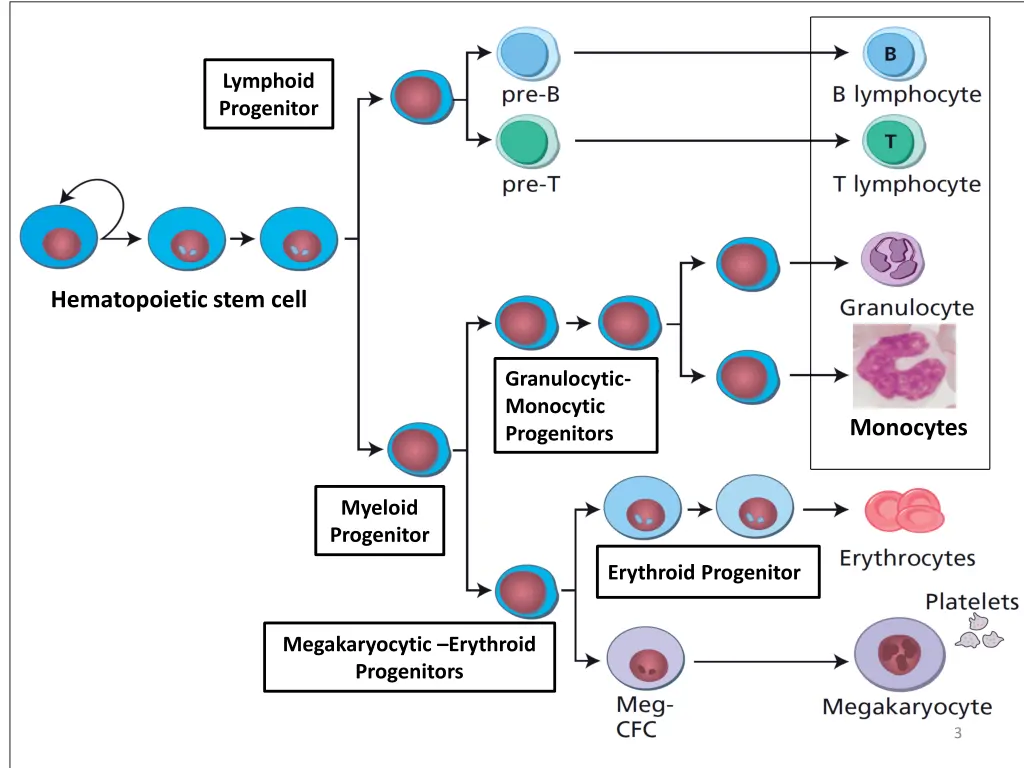 lymphoid progenitor