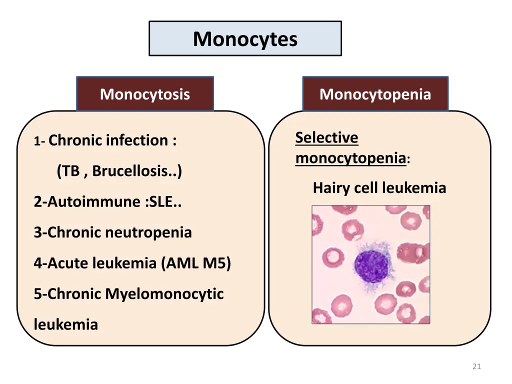 monocytes 1