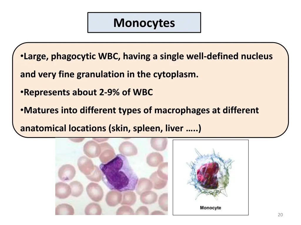 monocytes