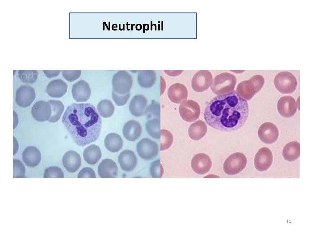 neutrophil 1