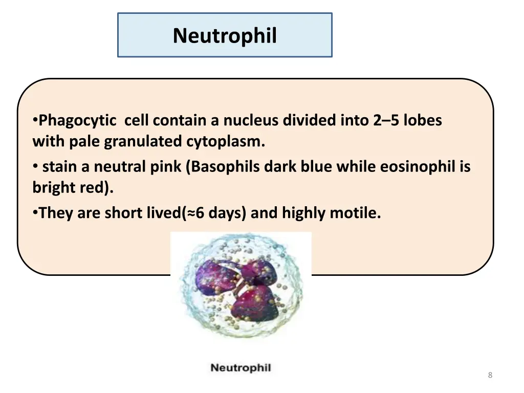 neutrophil