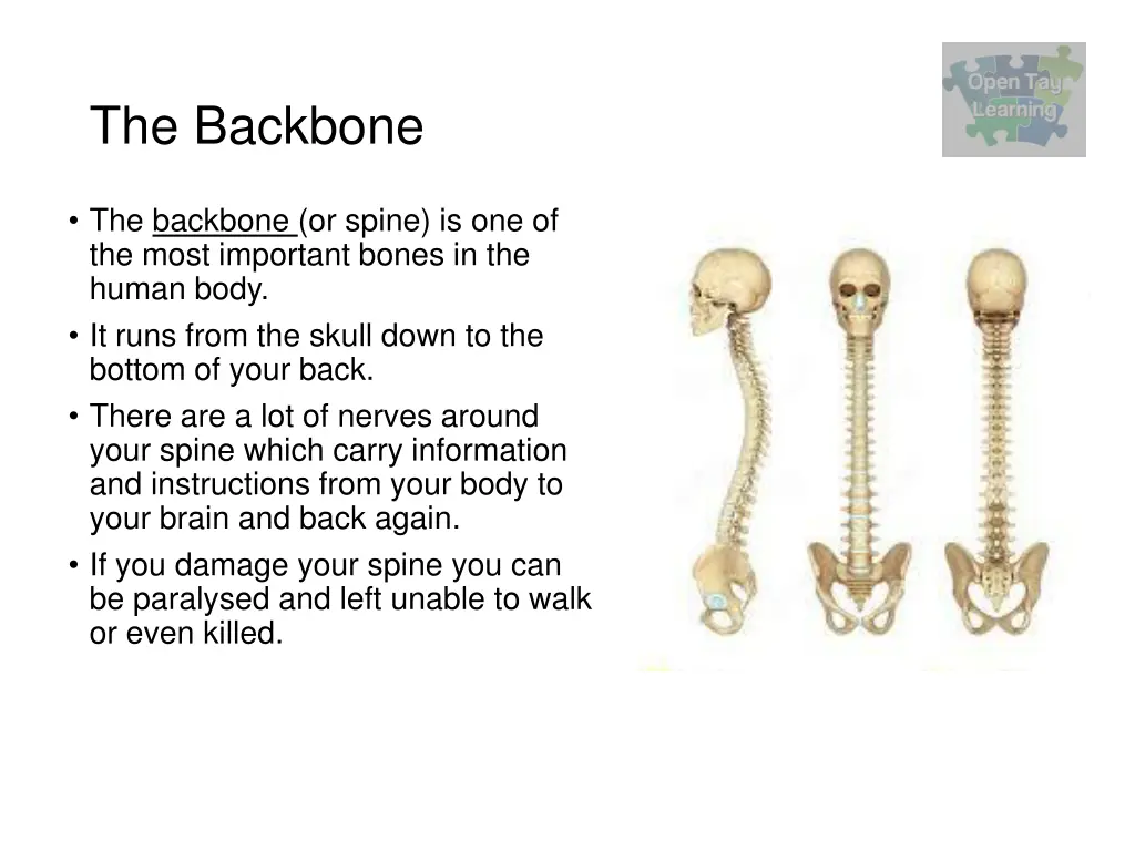 the backbone