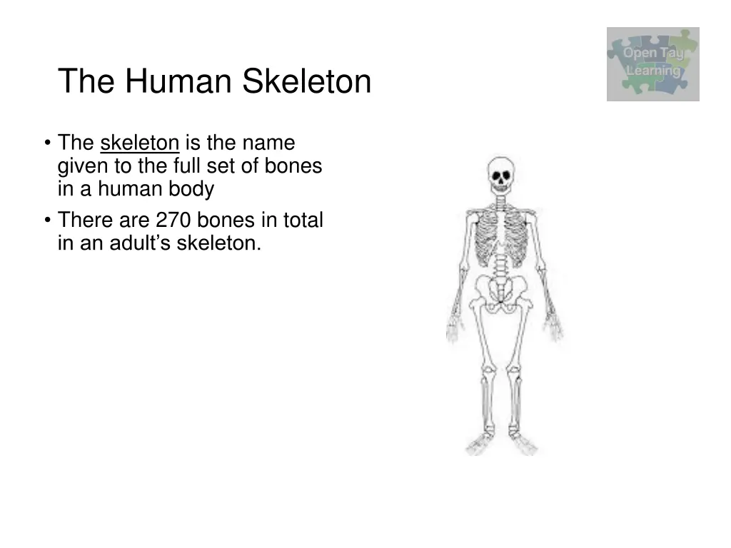 the human skeleton