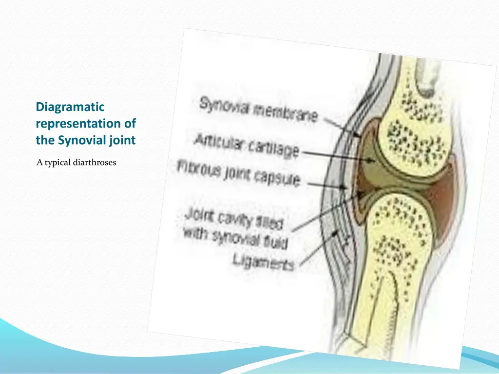 diagramatic representation of the synovial joint