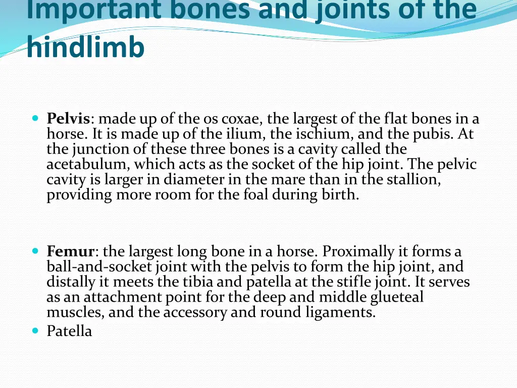 important bones and joints of the hindlimb