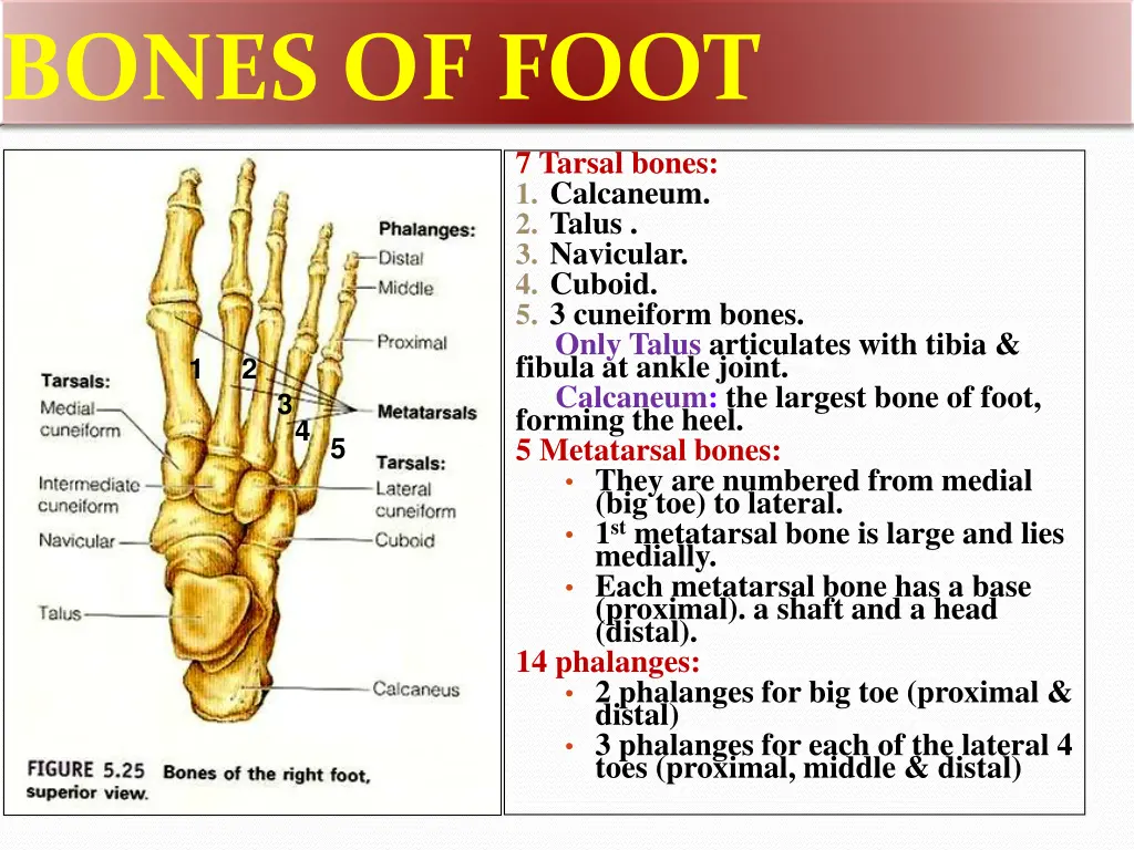 bones of foot