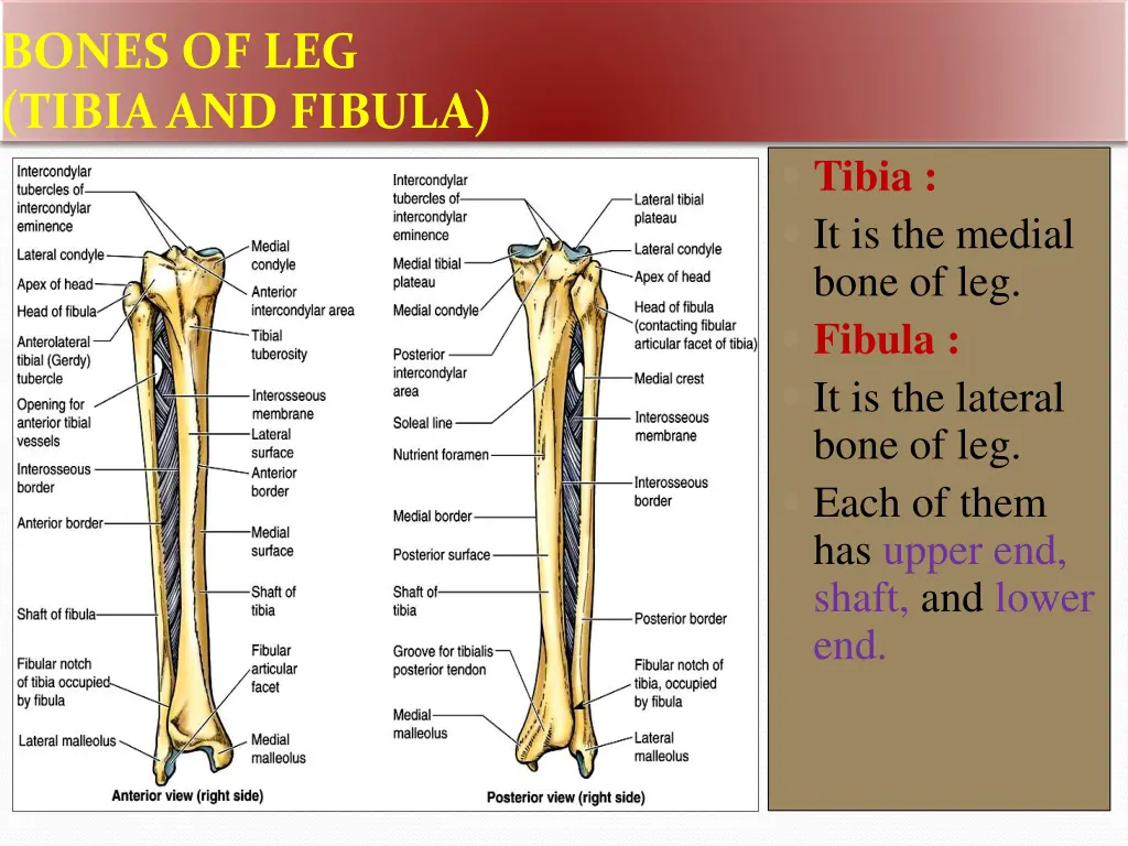 bones of leg tibia and fibula