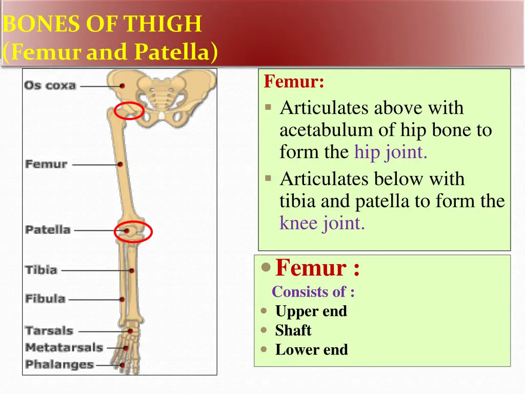 bones of thigh femur and patella