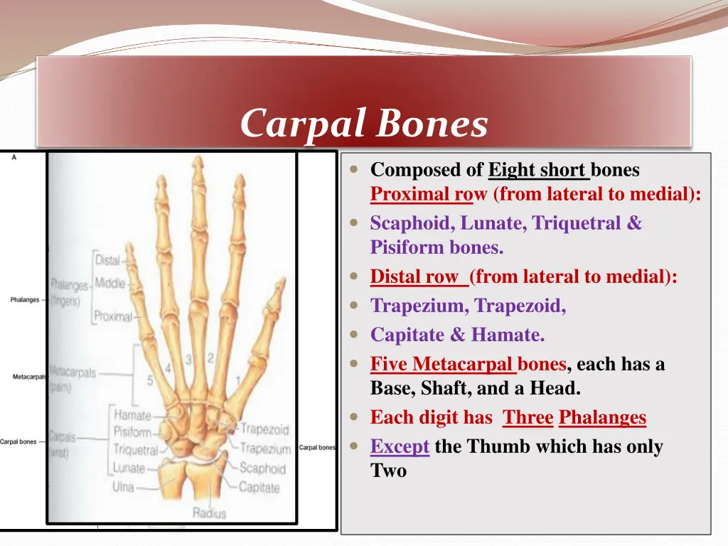 carpal bones