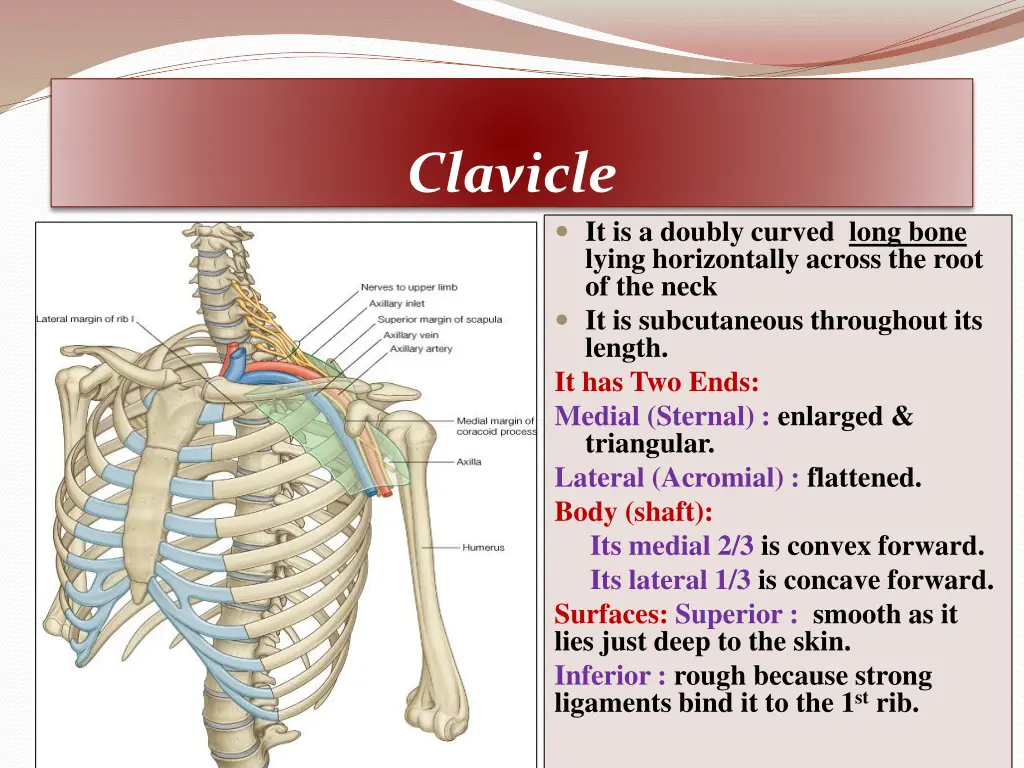 clavicle