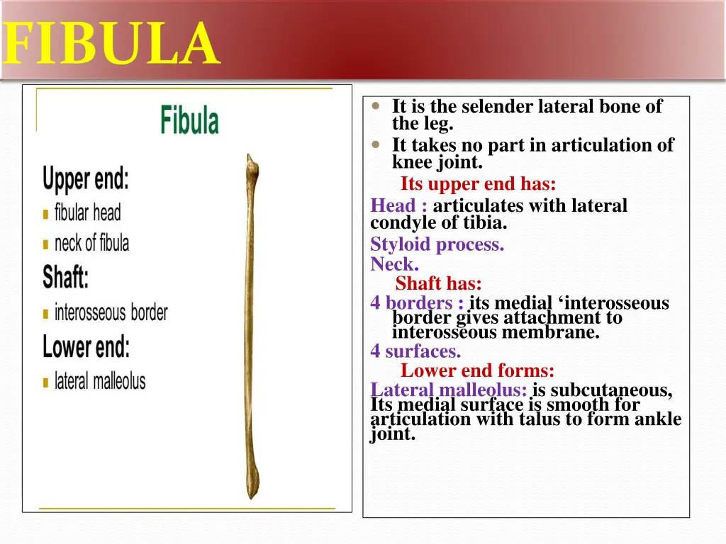 fibula