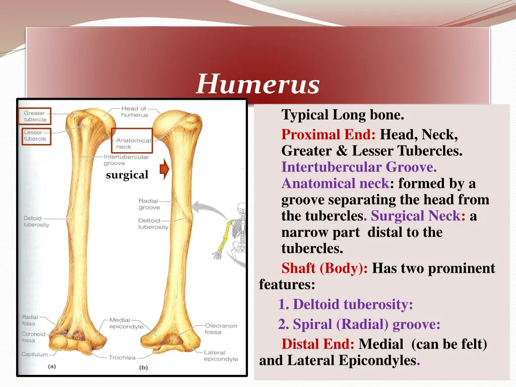 humerus