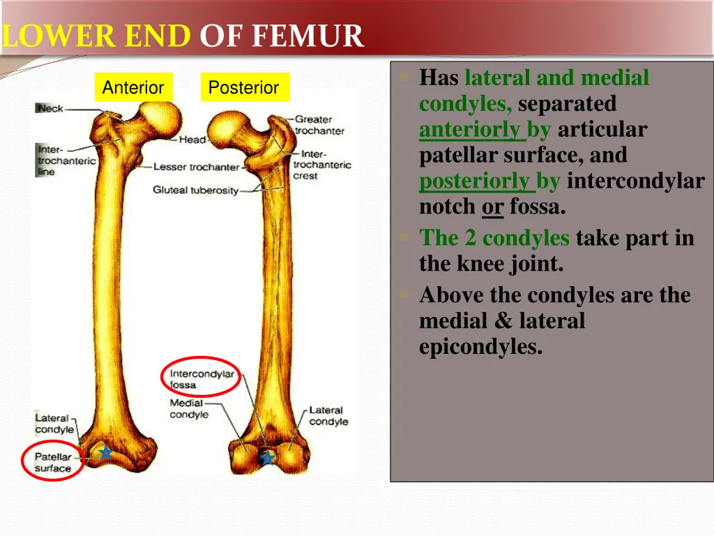 lower end of femur