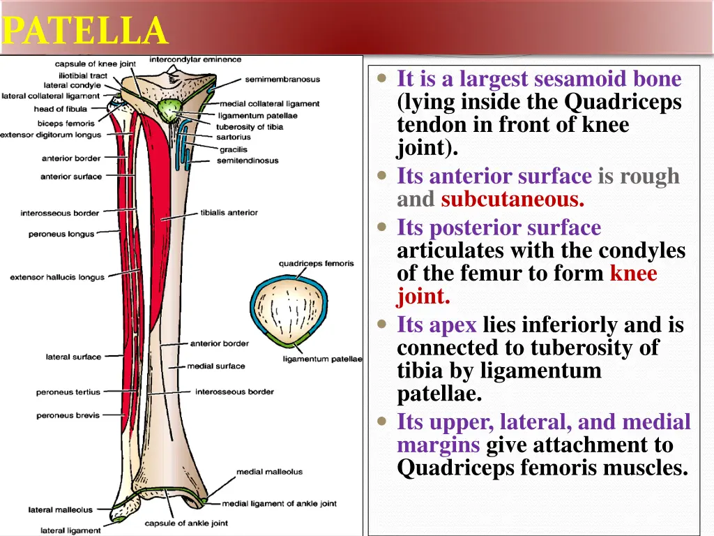 patella