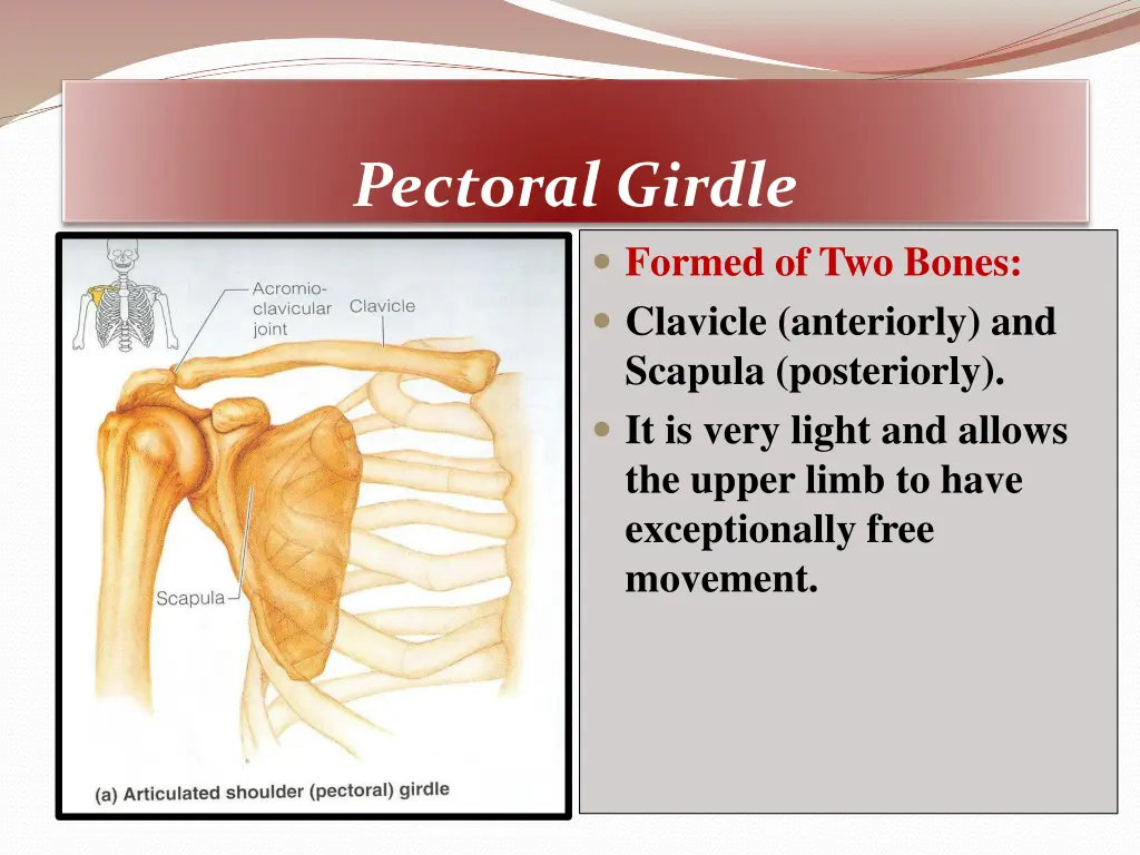 pectoral girdle