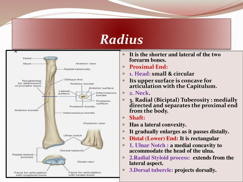 radius