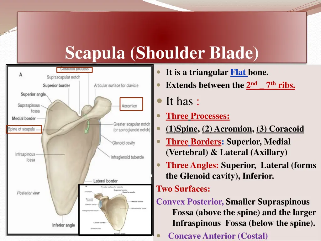 scapula shoulder blade it is a triangular flat