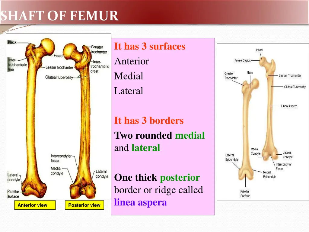 shaft of femur