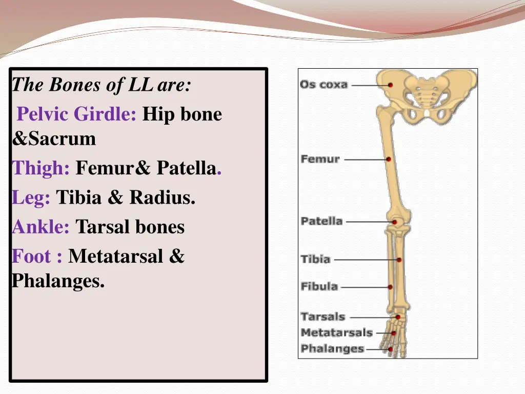 the bones of ll are pelvic girdle hip bone sacrum