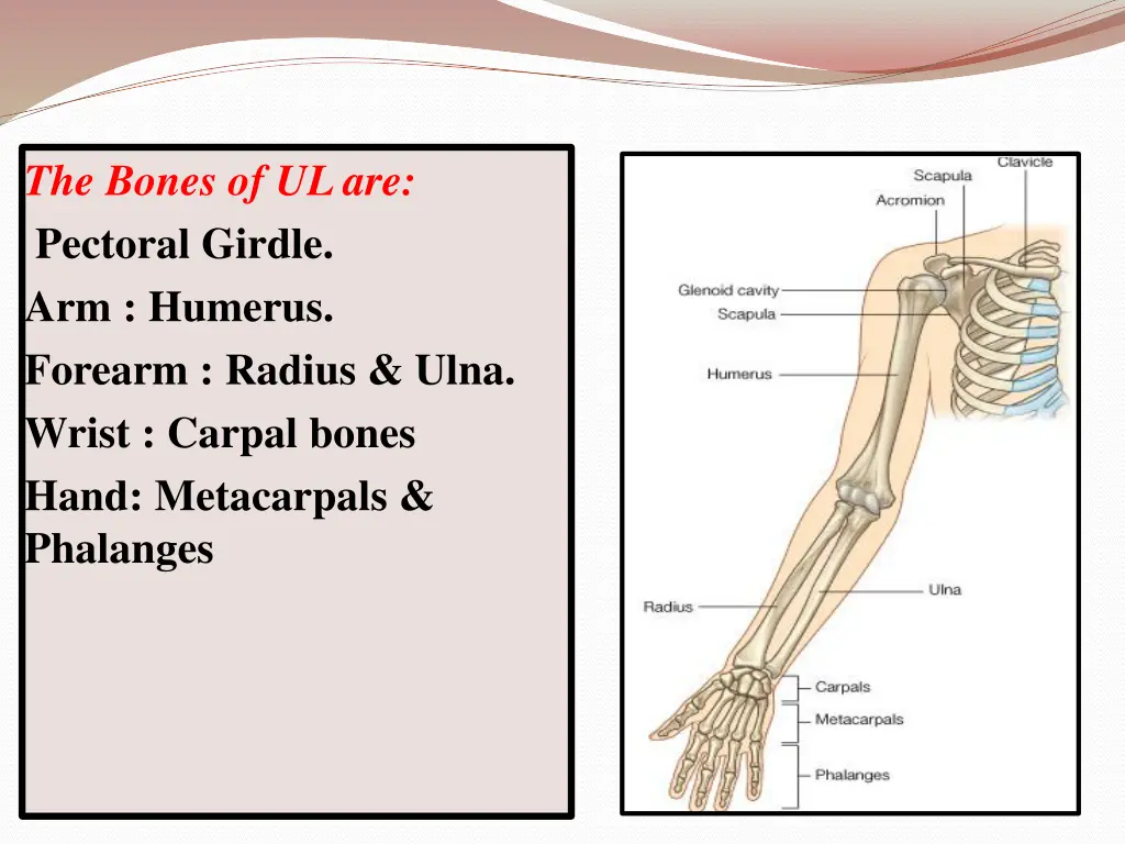 the bones of ul are pectoral girdle arm humerus