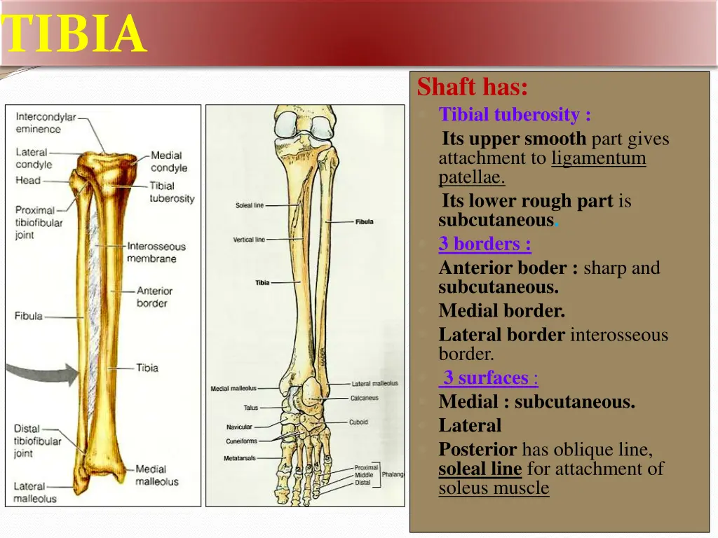 tibia 1