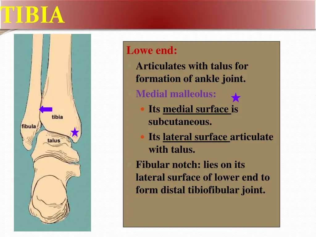 tibia 2