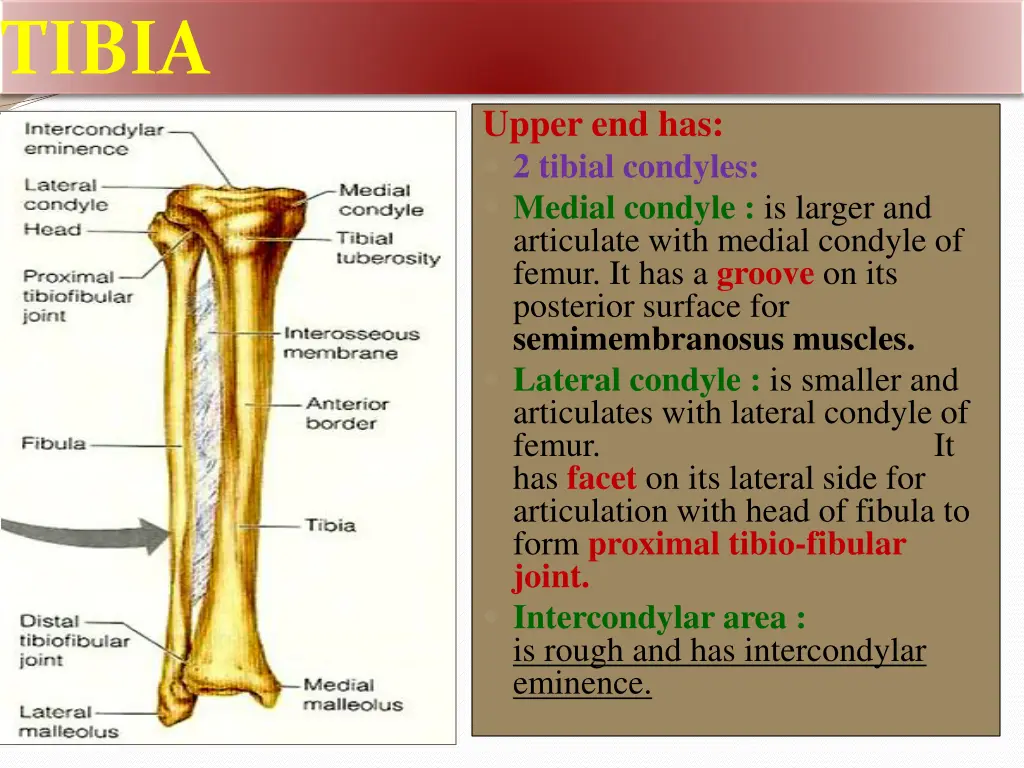 tibia