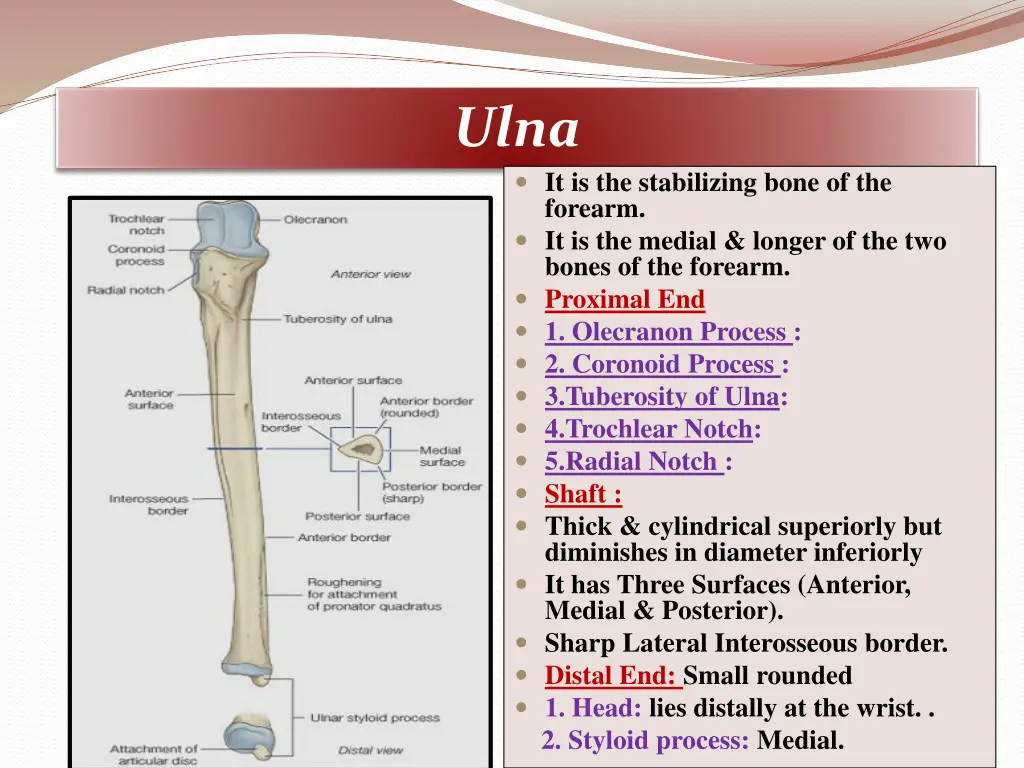 ulna it is the stabilizing bone of the forearm