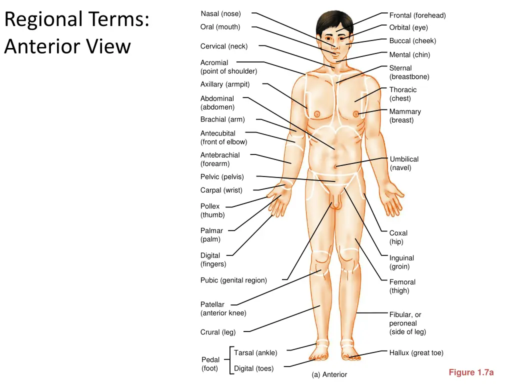 regional terms anterior view