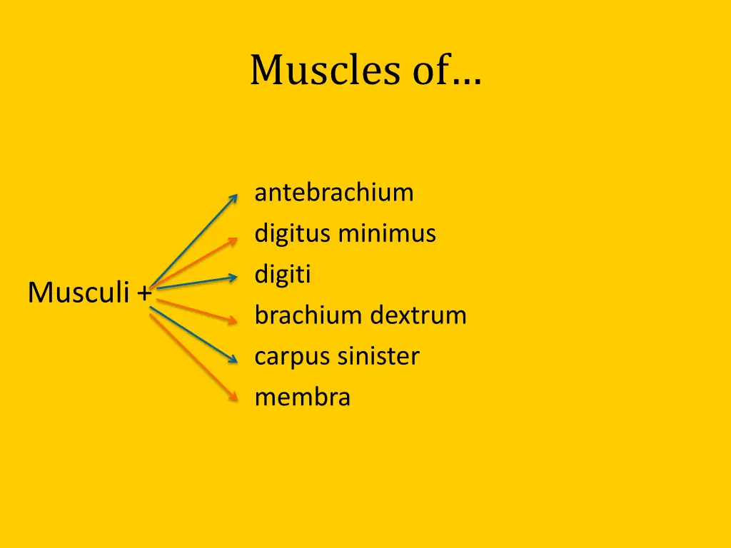 muscles of