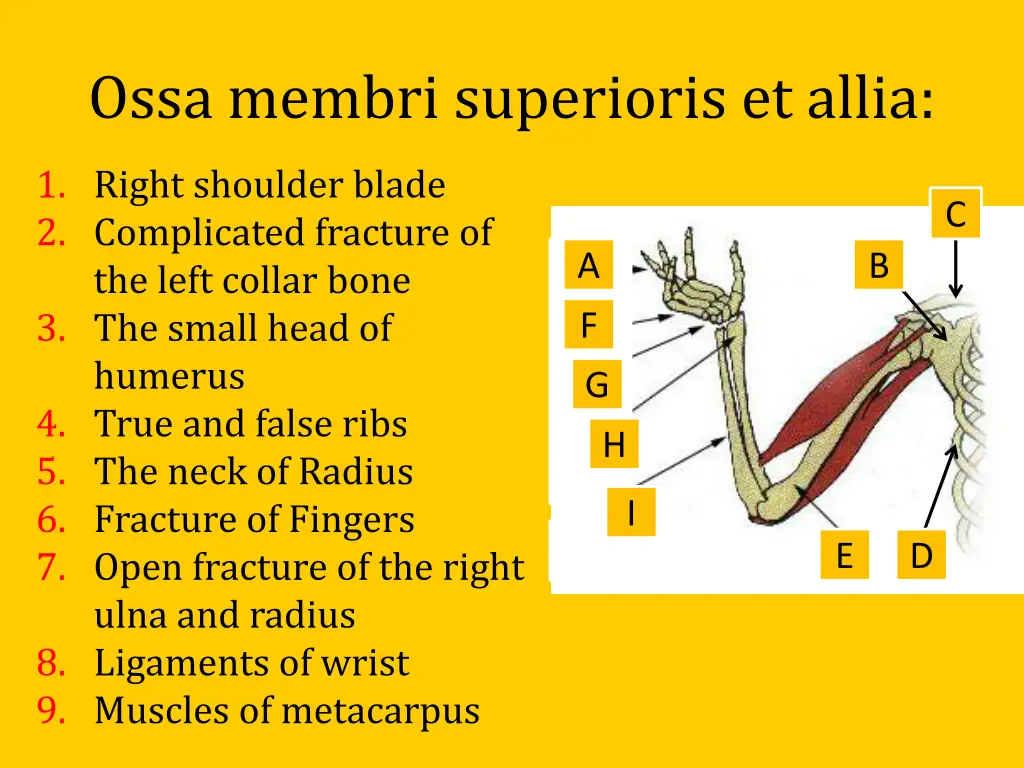 ossa membri superioris et allia