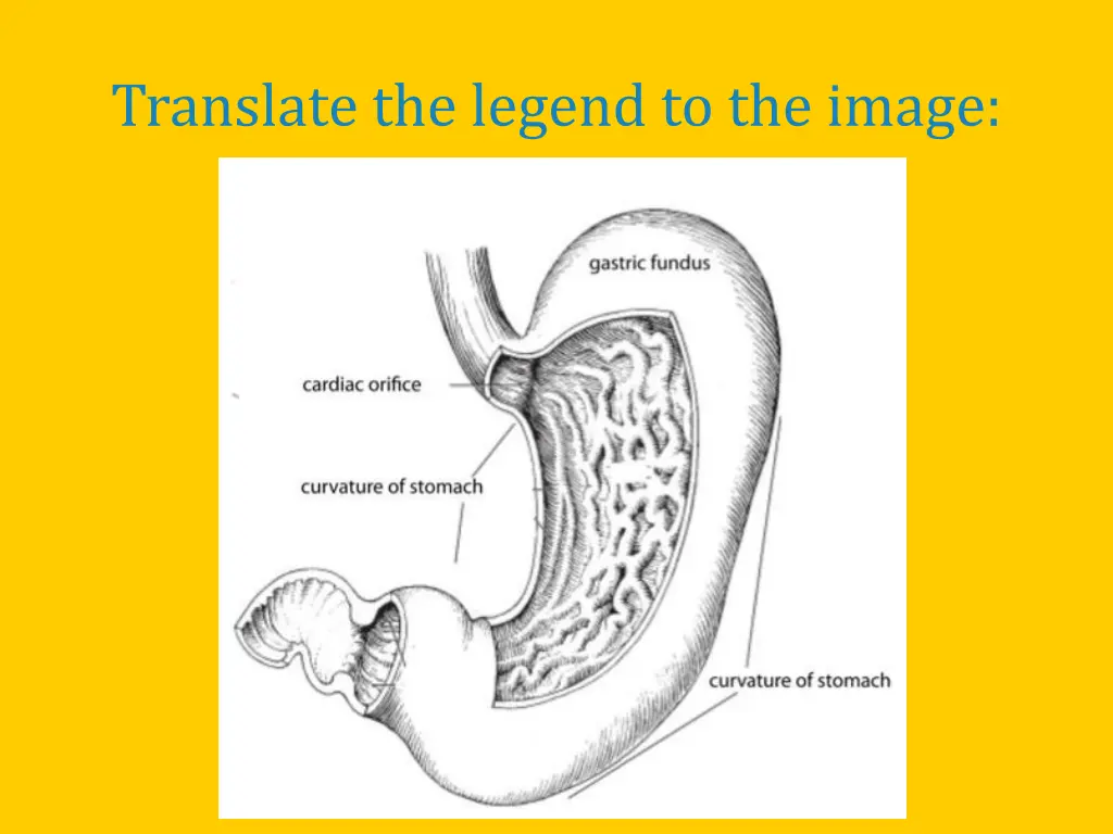 translate the legend to the image 1