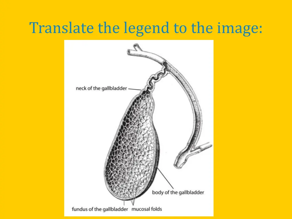 translate the legend to the image 2