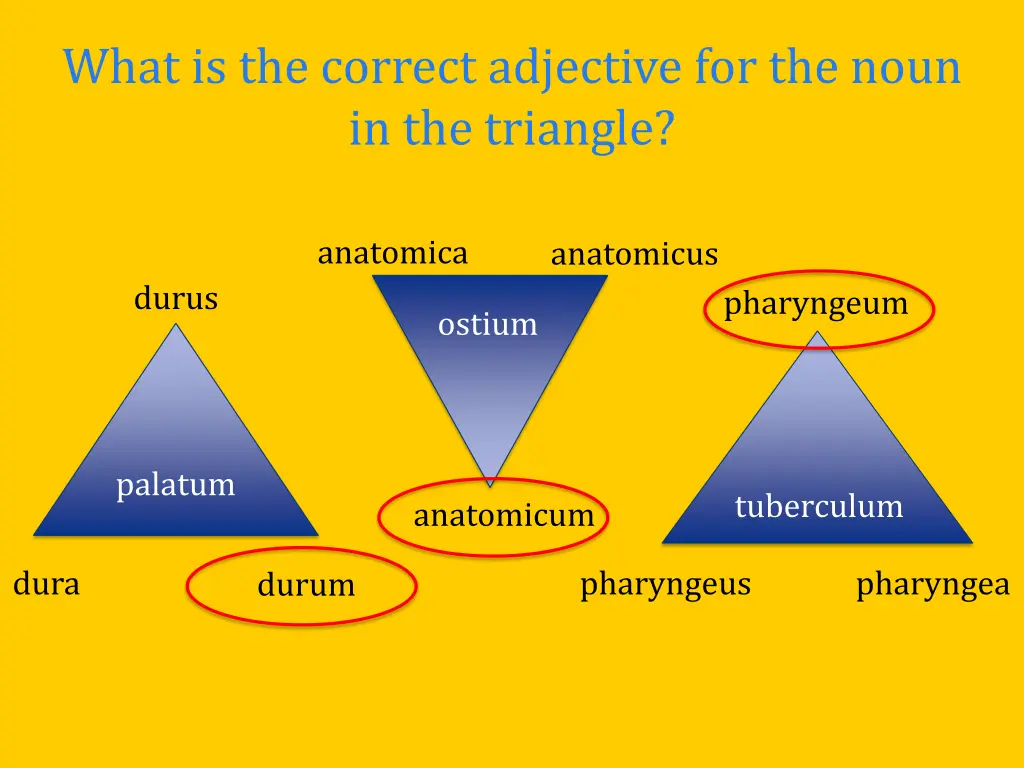 what is the correct adjective for the noun 3