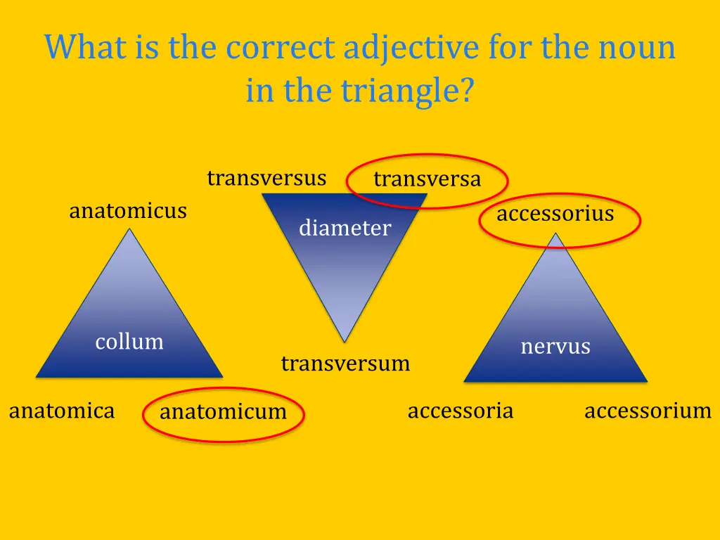 what is the correct adjective for the noun