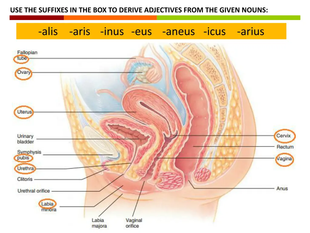 use the suffixes in the box to derive adjectives 1