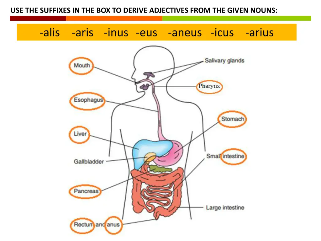 use the suffixes in the box to derive adjectives