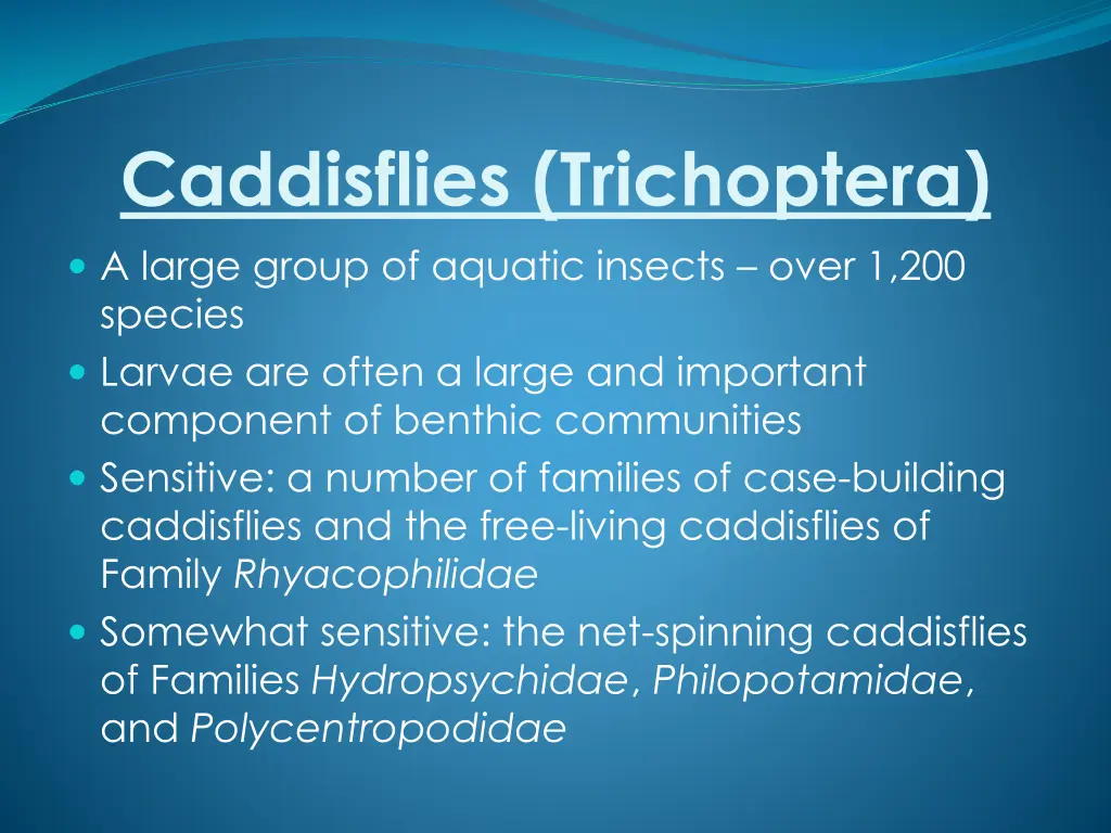 caddisflies trichoptera a large group of aquatic