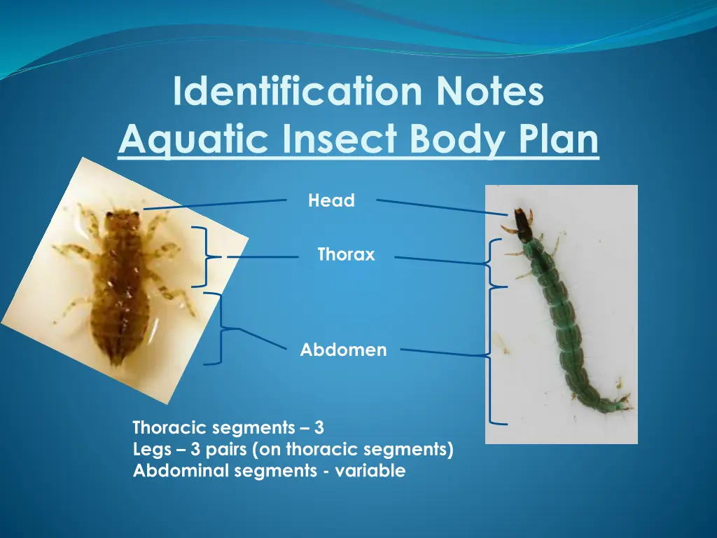 identification notes aquatic insect body plan