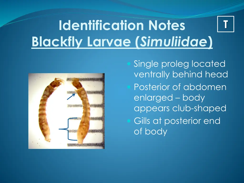 identification notes blackfly larvae simuliidae